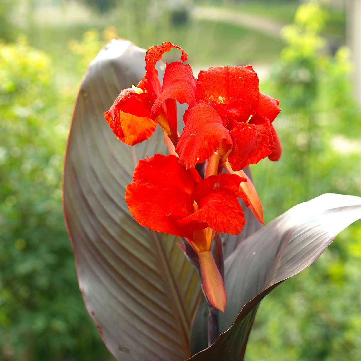 canna spike with red flowers