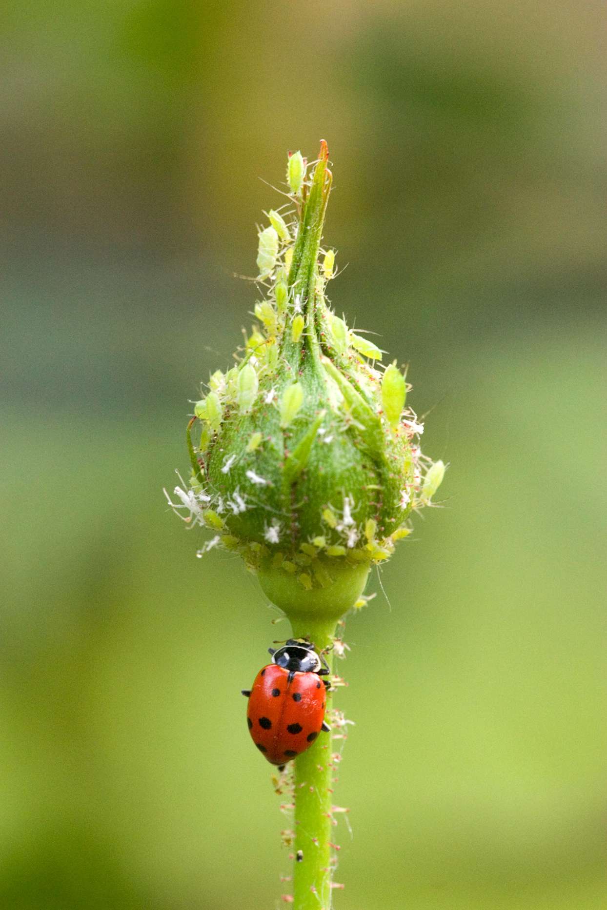 lady bug on green plant