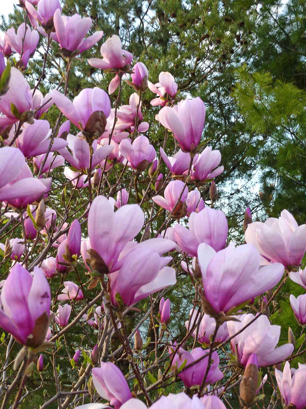 Magnolia Jane purple-pink flowers on tree