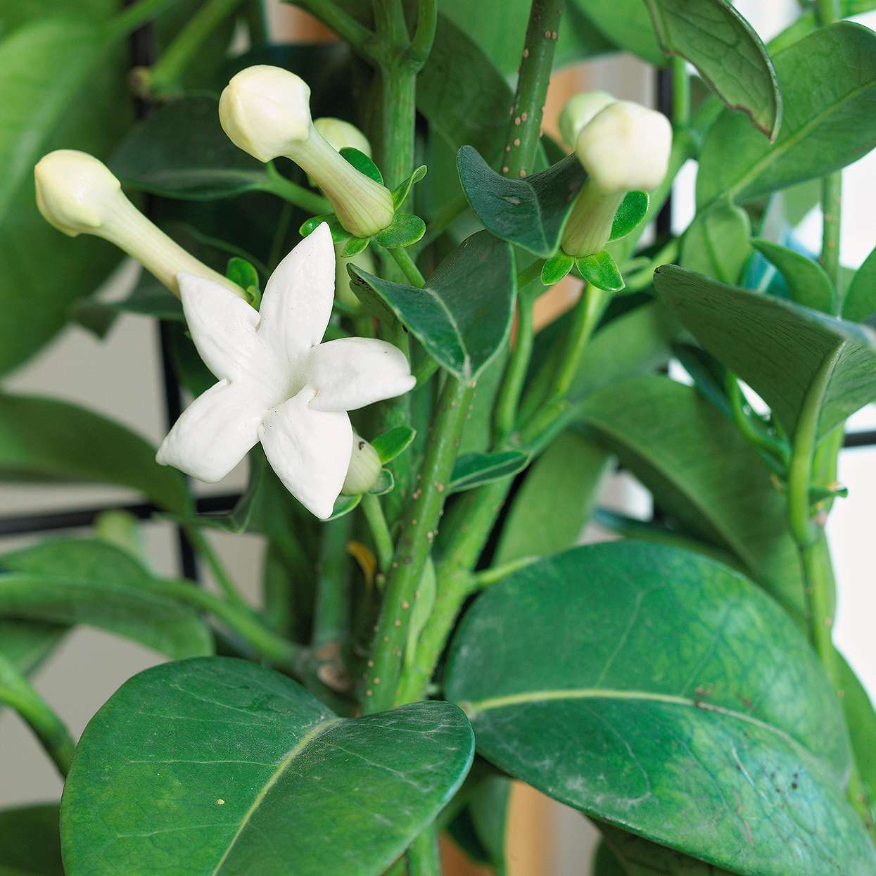 detail of white blooms on madagascar jasmine