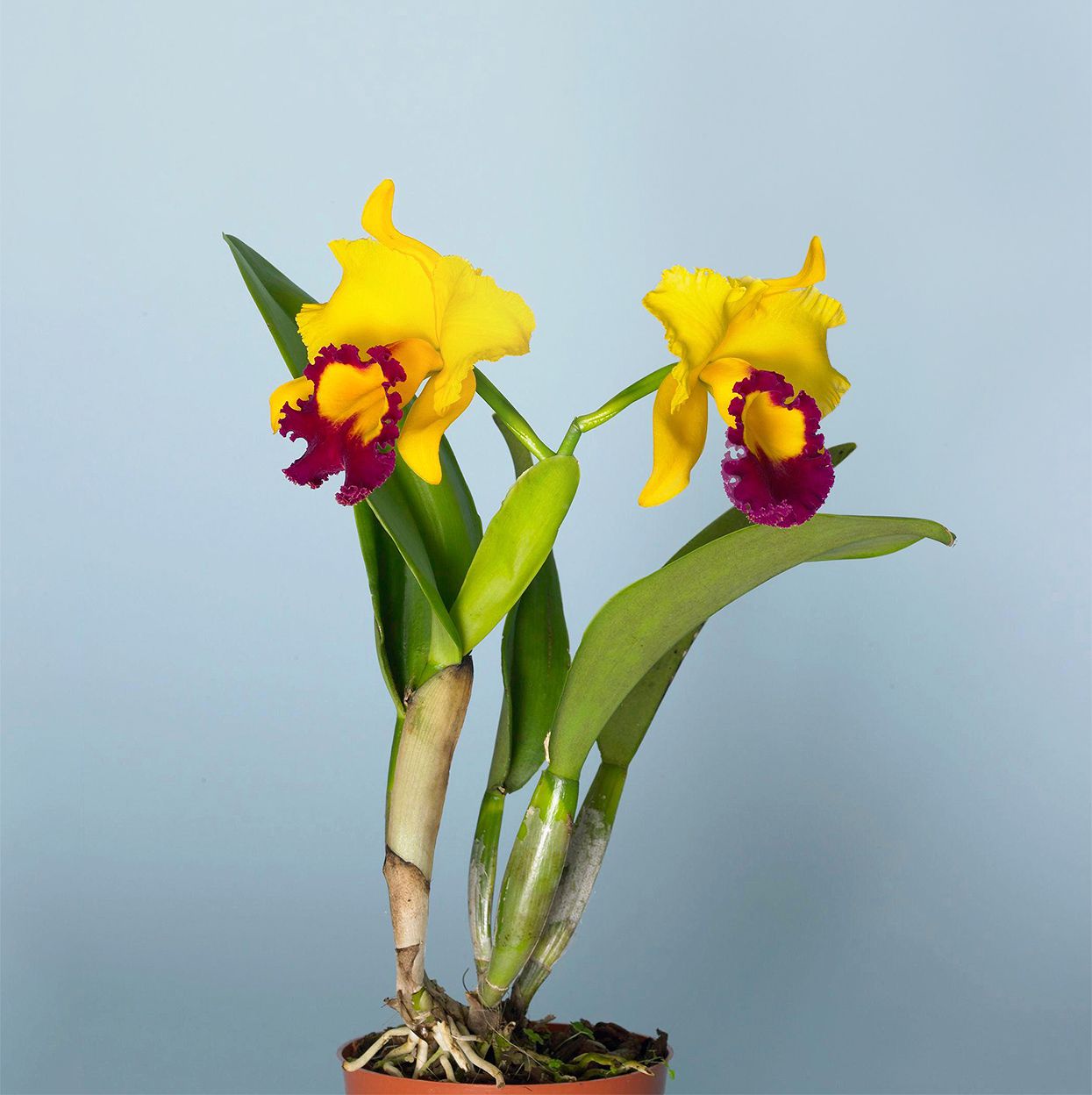 hybrid yellow cattleya orchid in pot