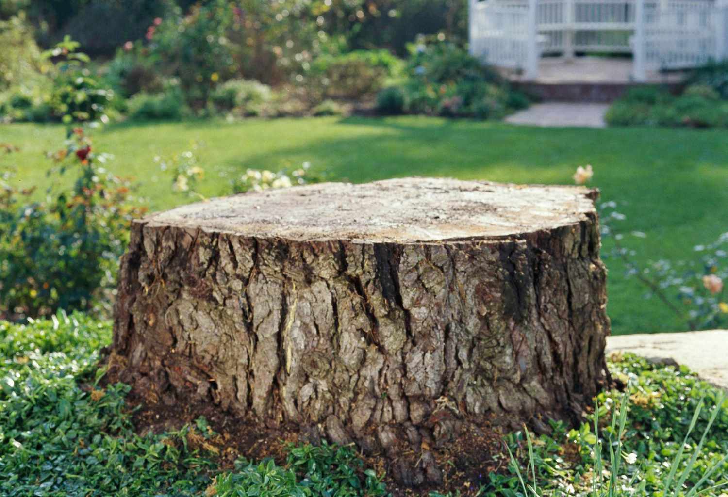 tree stump with house in background