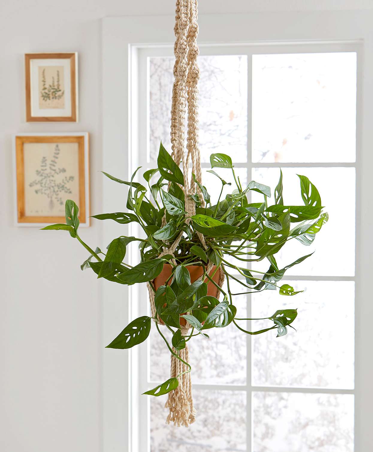 monstera hanging macrame planter