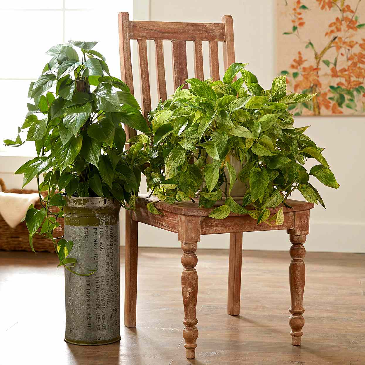 pothos plants on chair pedestal