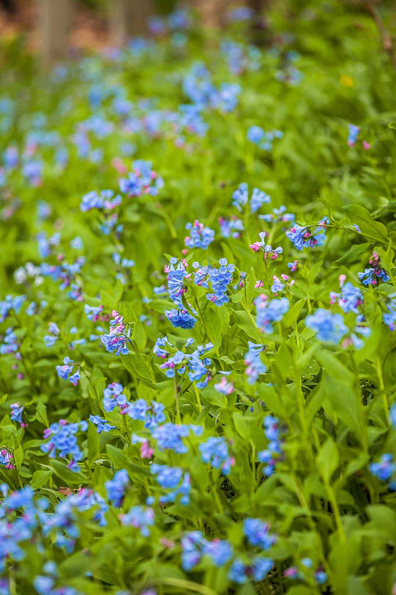 virginia bluebells perennials