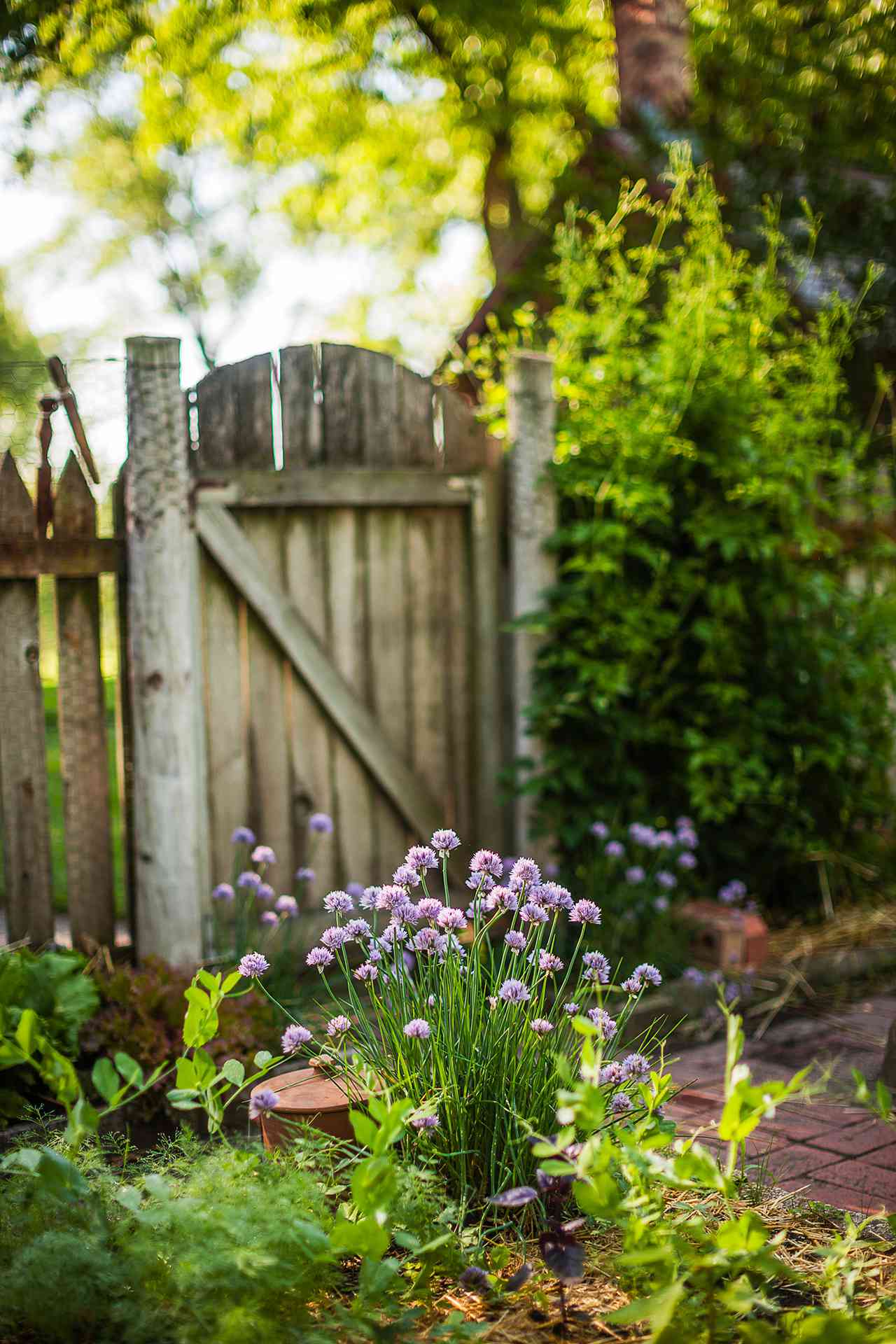 fenced in garden