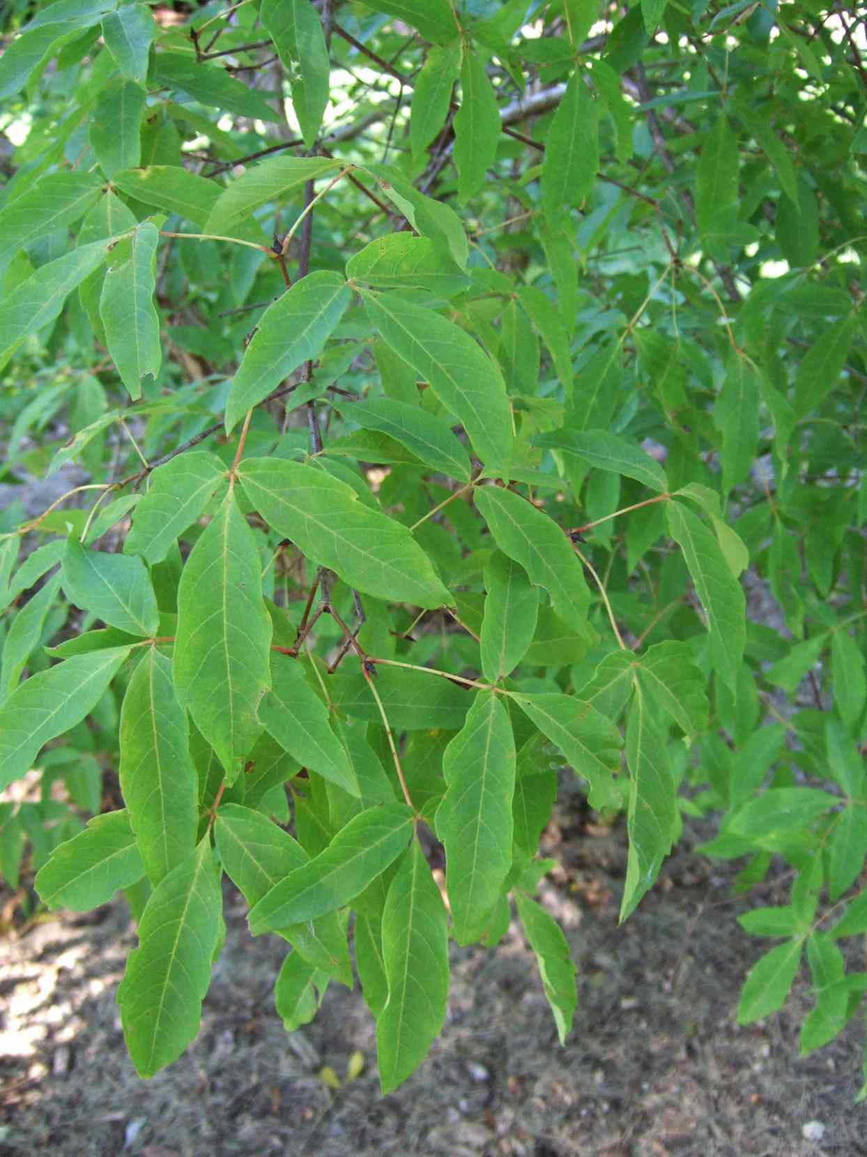 Three-Flowered Maple