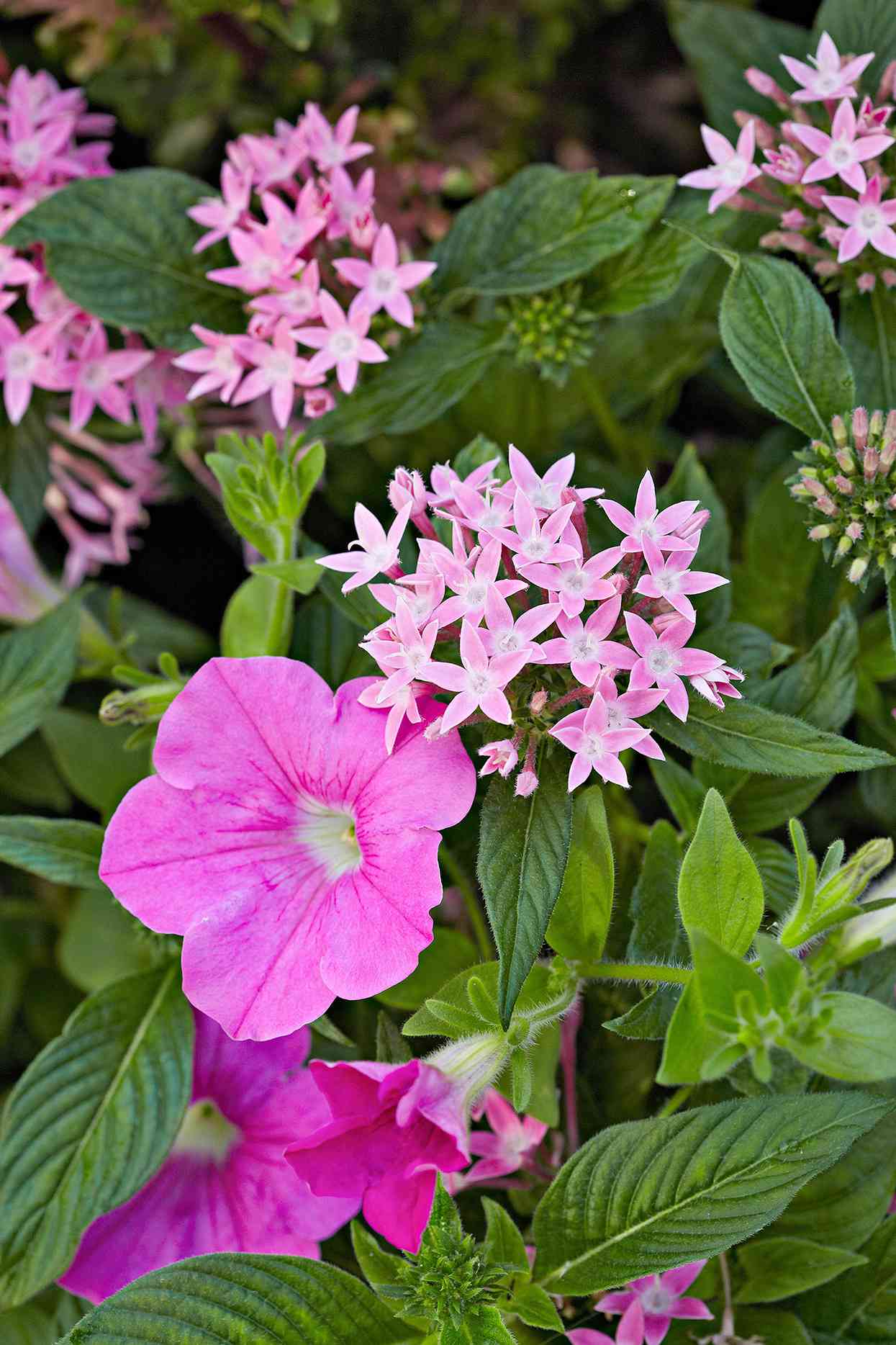 pink pentas and petunia flowers