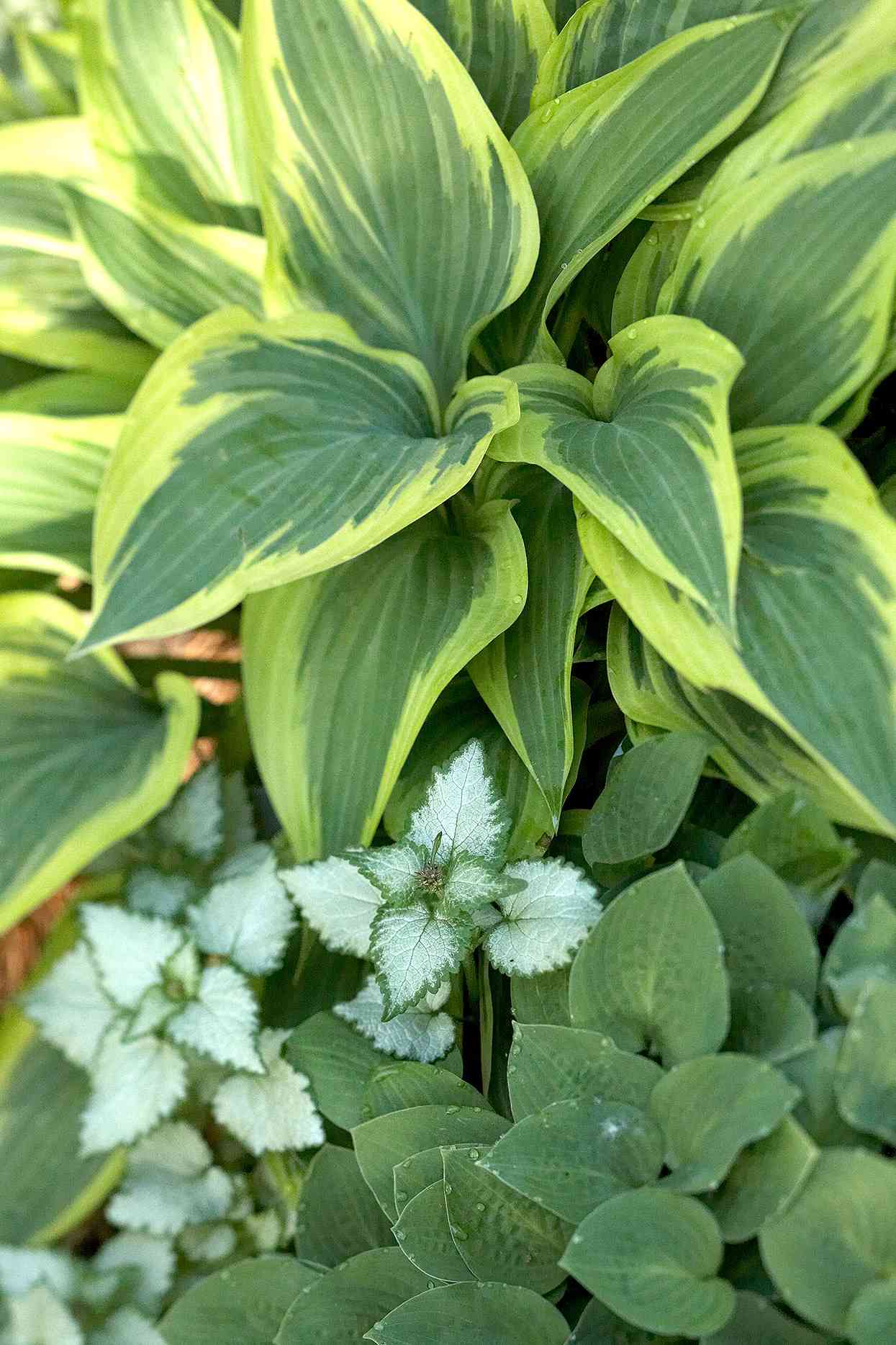 silver-leaf lamium and hosta for shade
