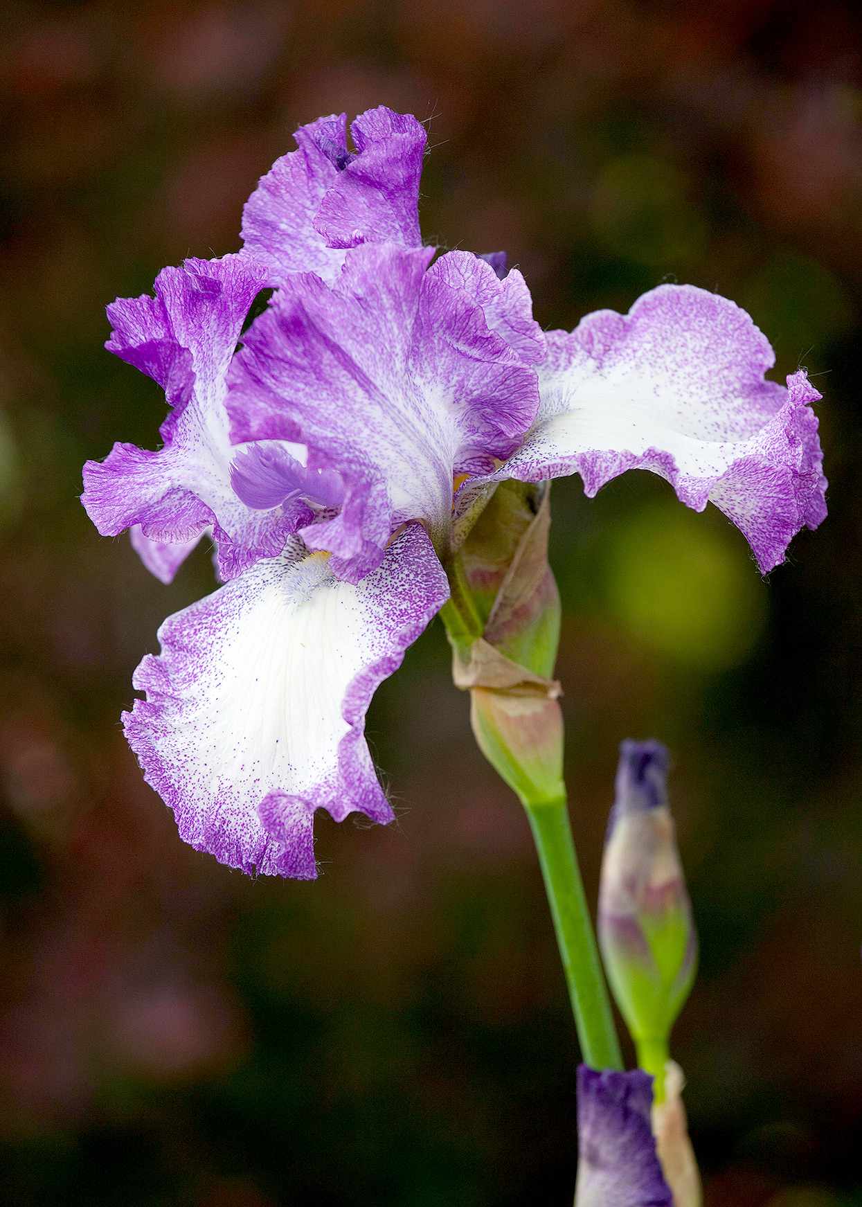 detail of purple bearded iris blossom