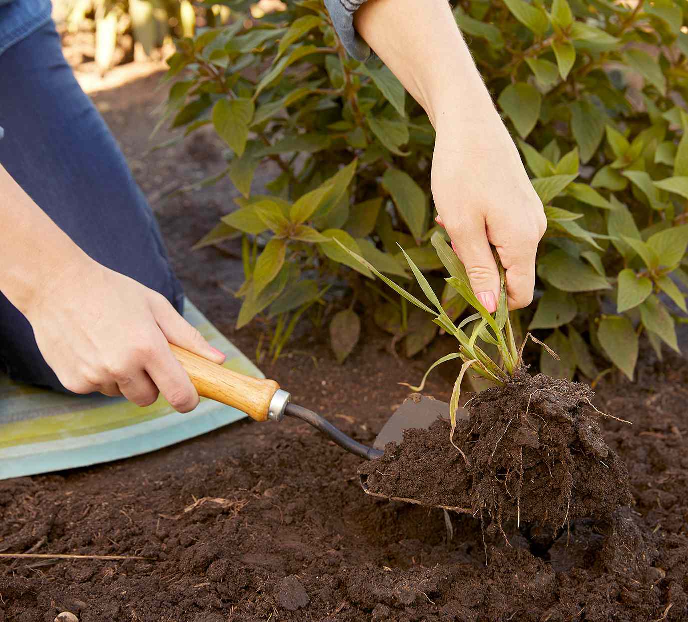 removing weed roots with hand spade