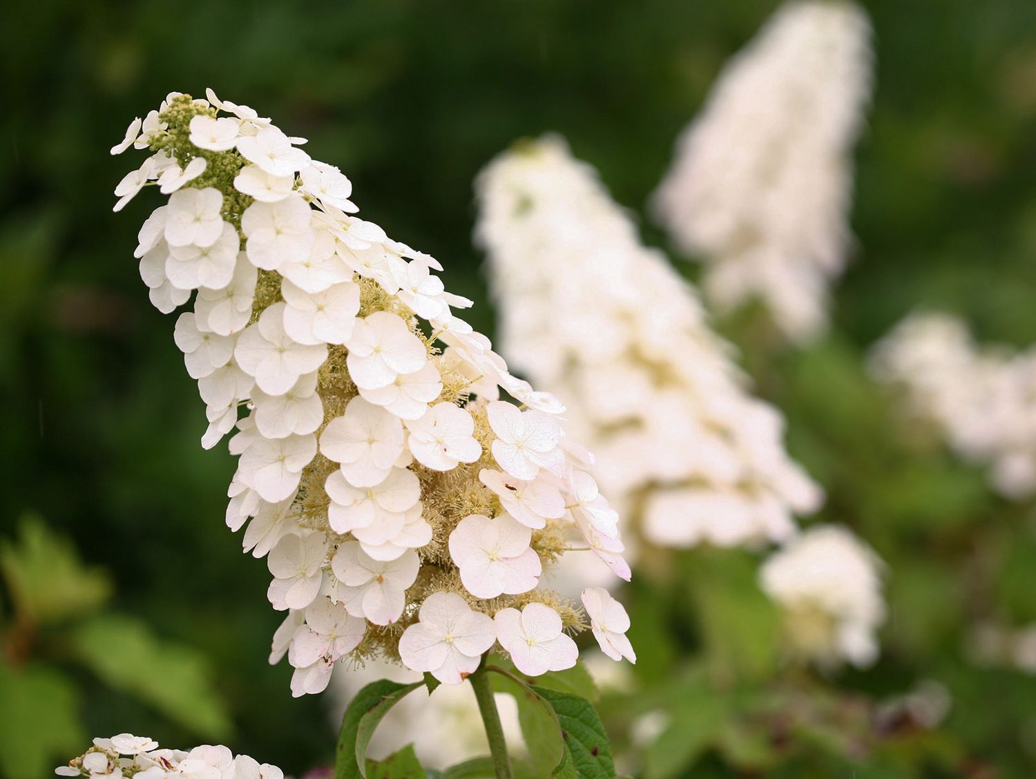white hydrangea flowers