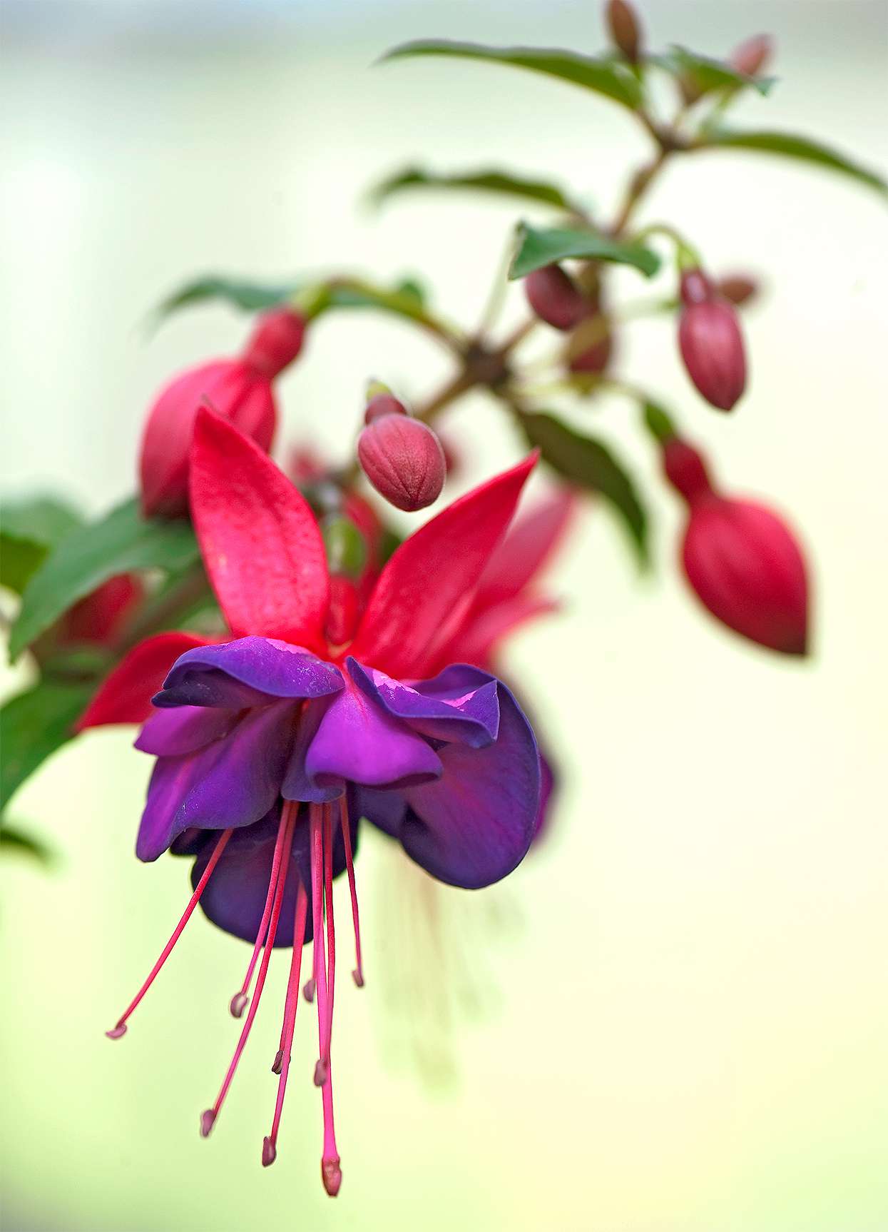 dynamic view of red and purple fuchsia bloom