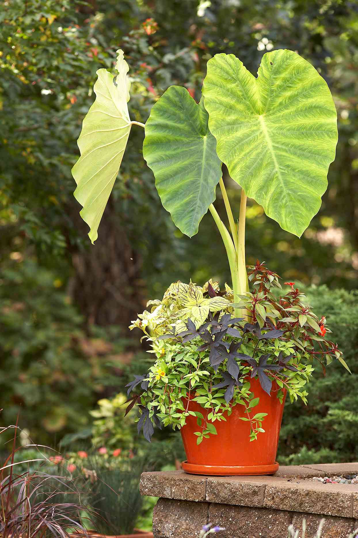 red planter with elephant ears and sweet potato vine