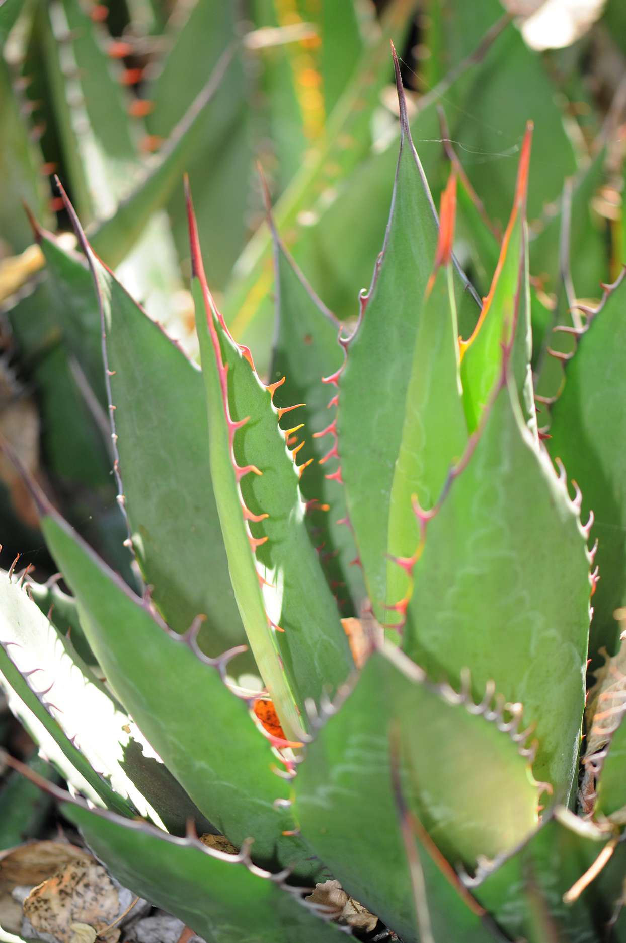 Agave shawii succulent rosettes