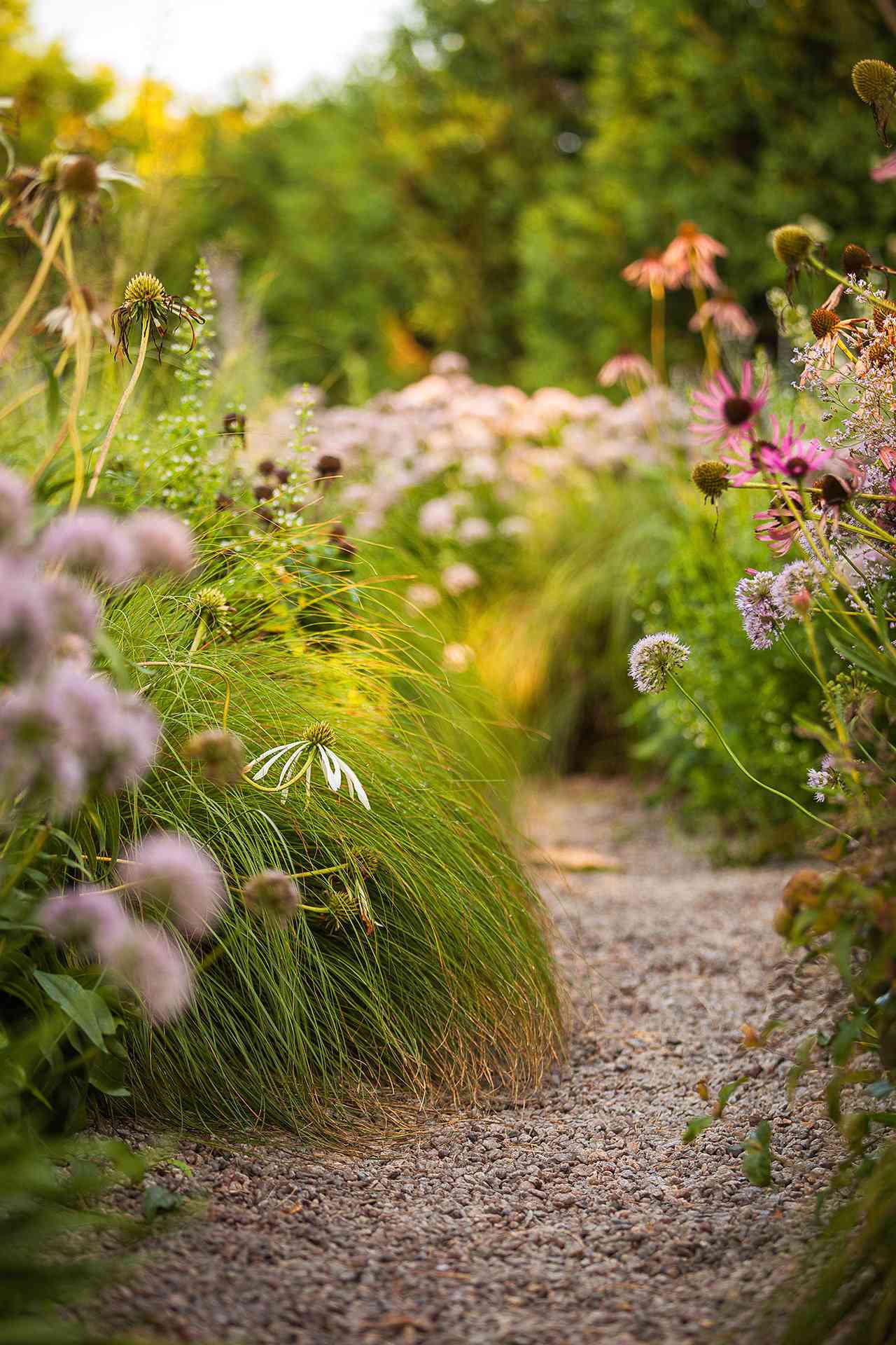 gravel path through garden of wild flowers
