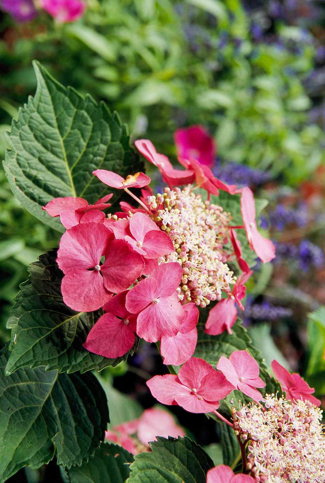 pink lacecap hydrangea flower