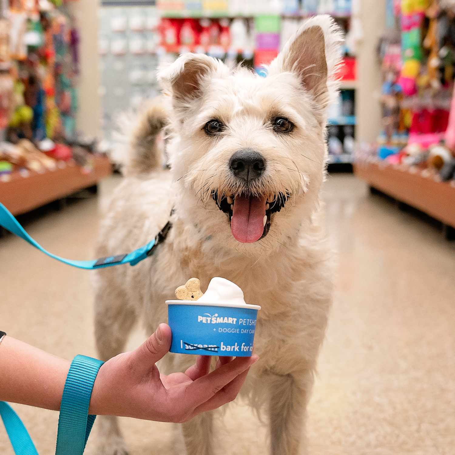 PetSmart National Ice Cream Day dog in store eating treat