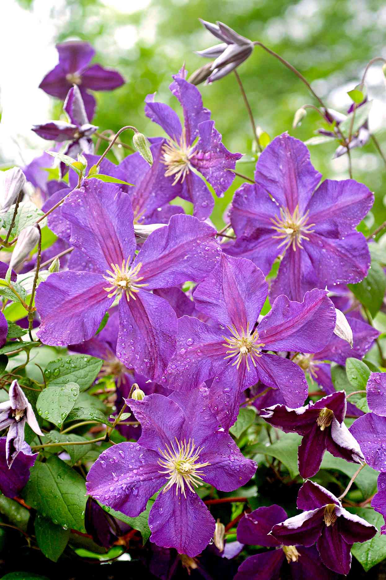 Climb New Heights with Clematis