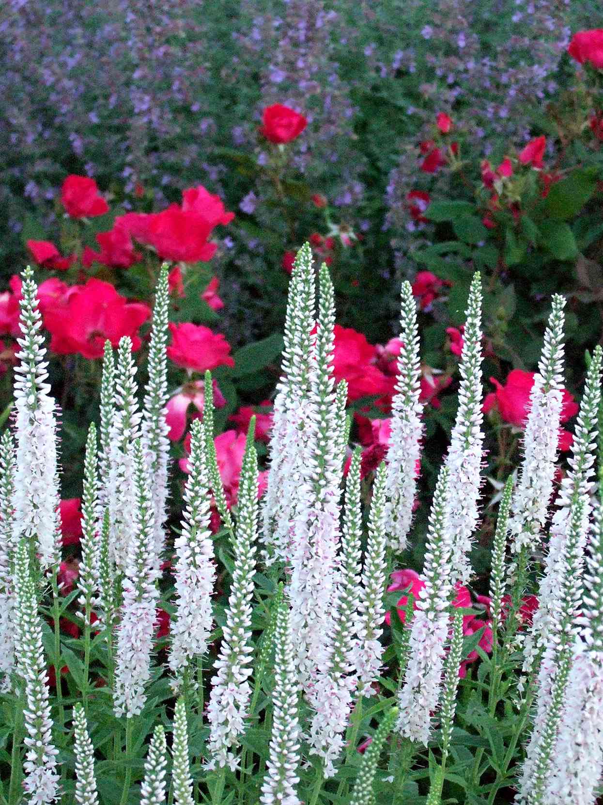 white speedwell perennial flower spikes