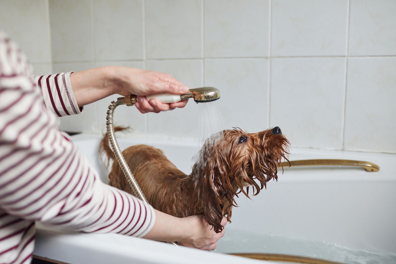 Woman rinsing shampoo off her puppy dog
