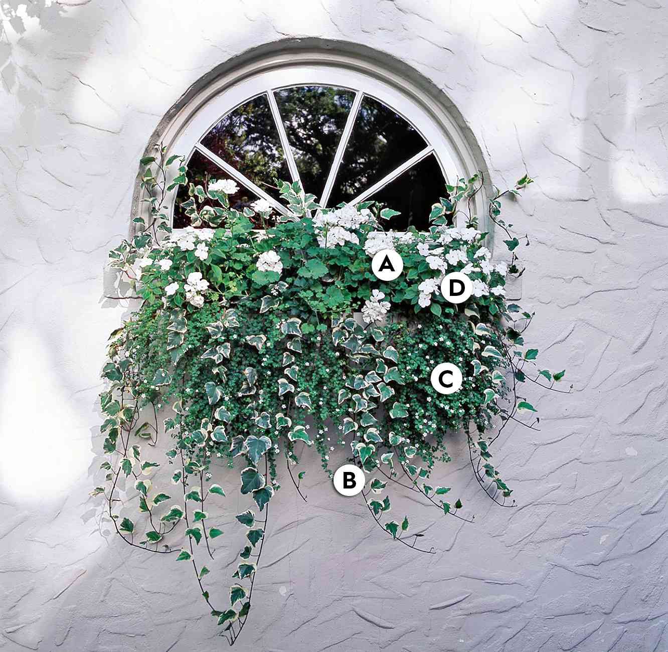 window box with Geranium Ivy Bacopa Impatiens