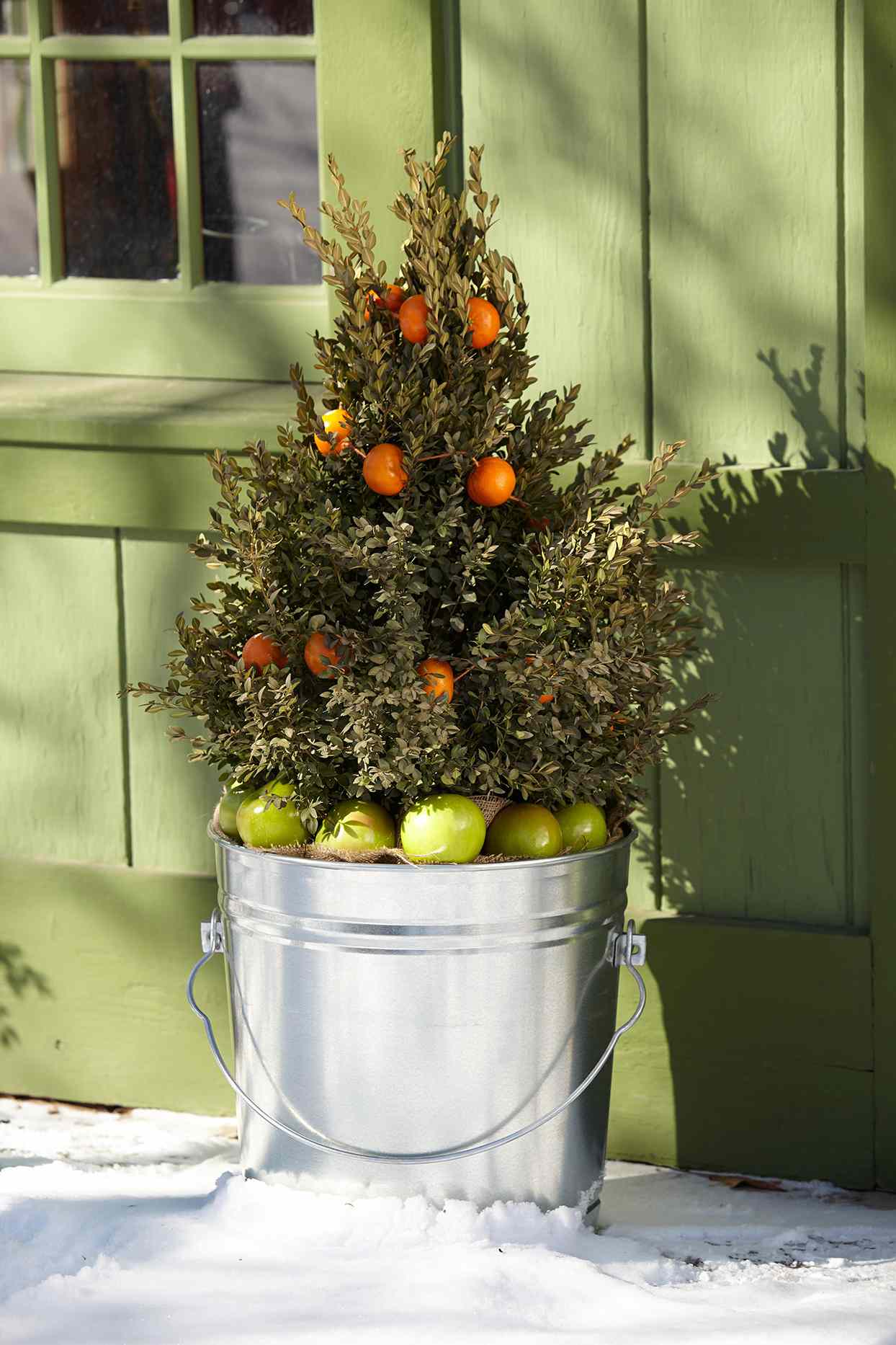 metal bucket planter citrus tree