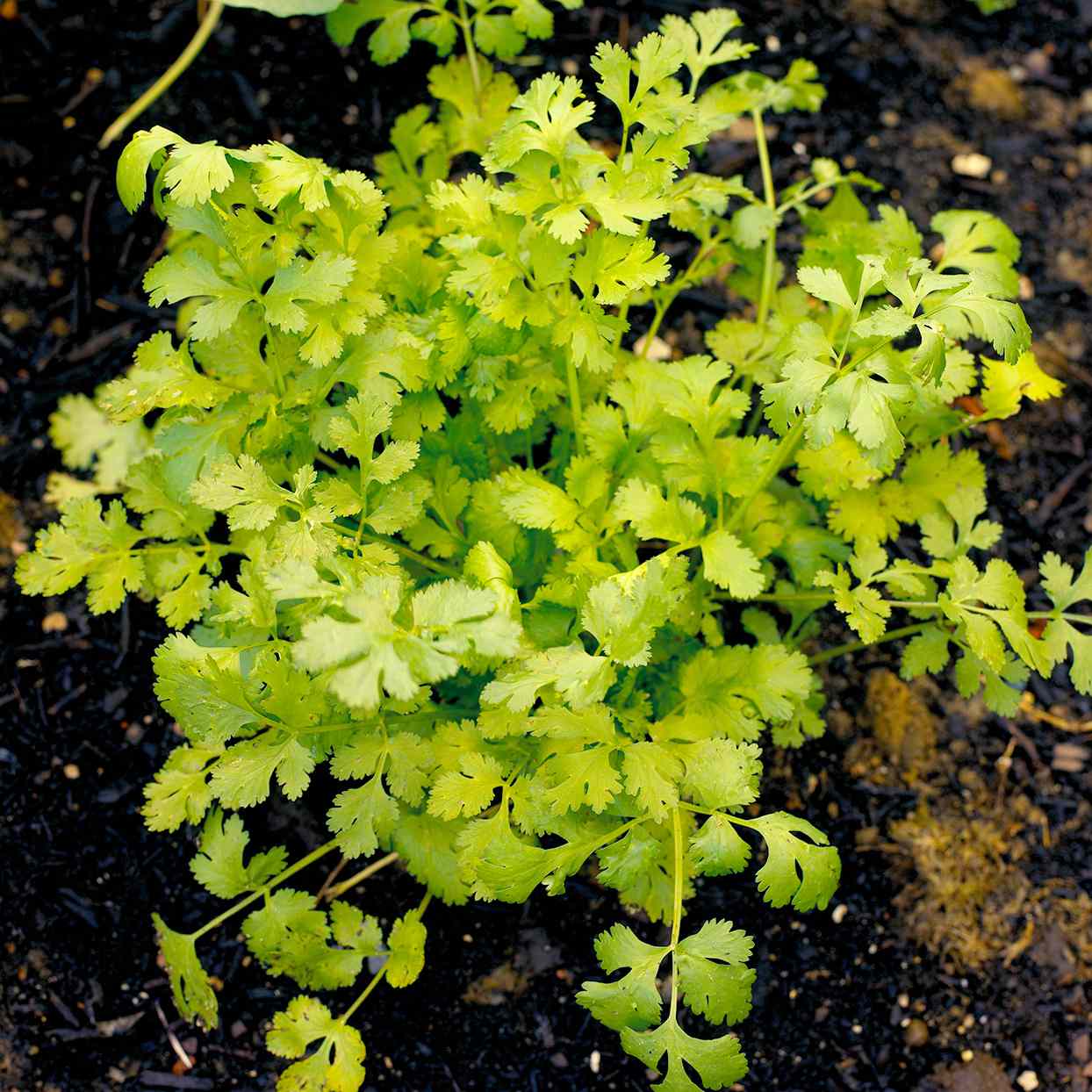 cilantro in ground