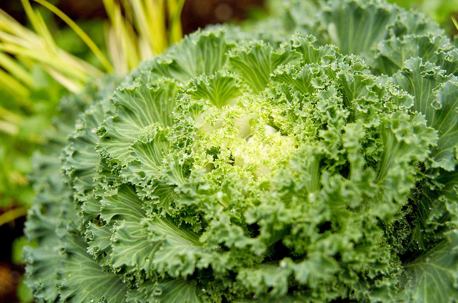 'Chidori White' kale, Brassica 'Chidori White', Brassica, Ornamental Kale