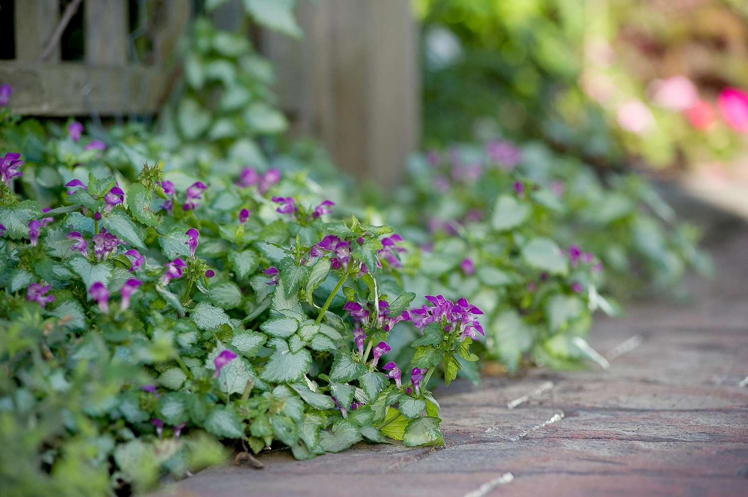 Tough Groundcovers That Thrive in Drought, Shade, and Other ...