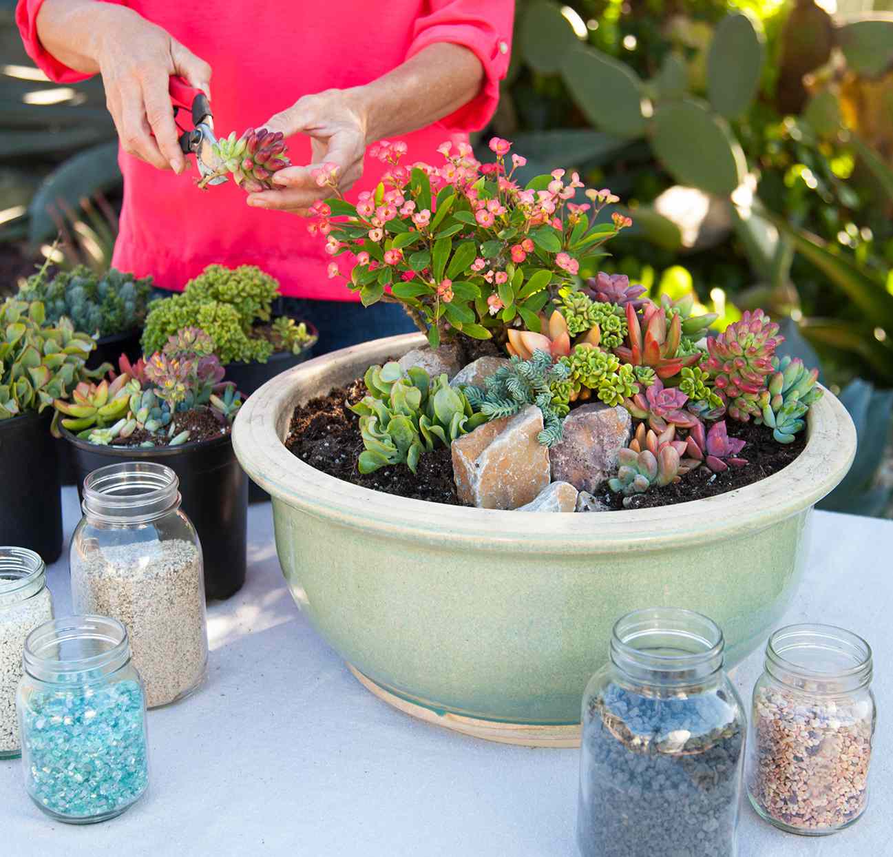 woman trimming succulents to put in planter