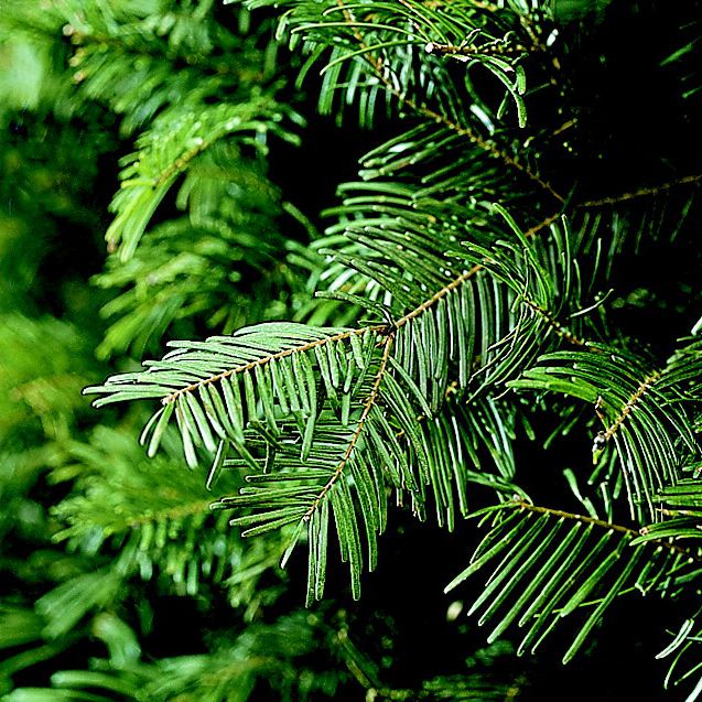 Grand fir evergreen