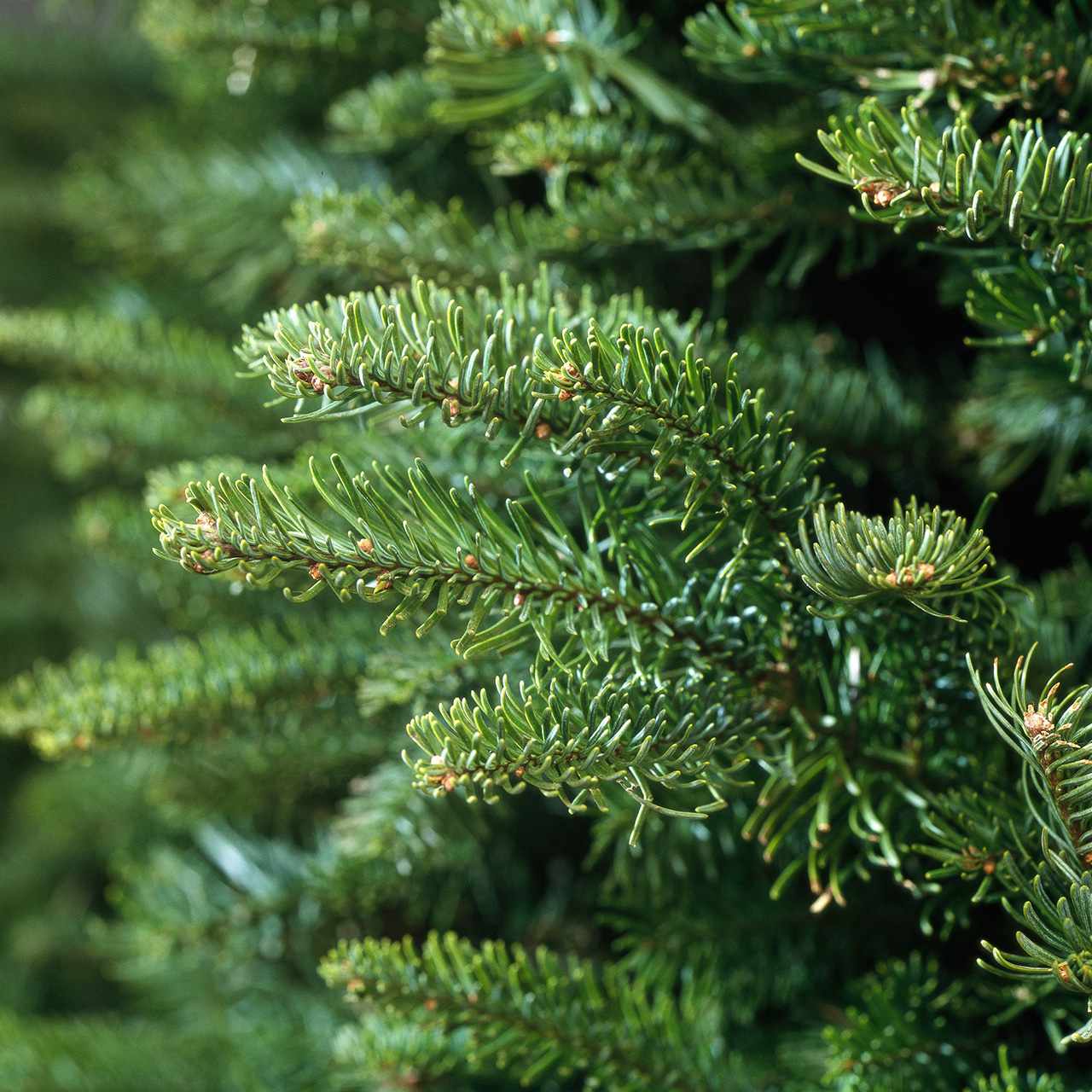 Noble fir branches