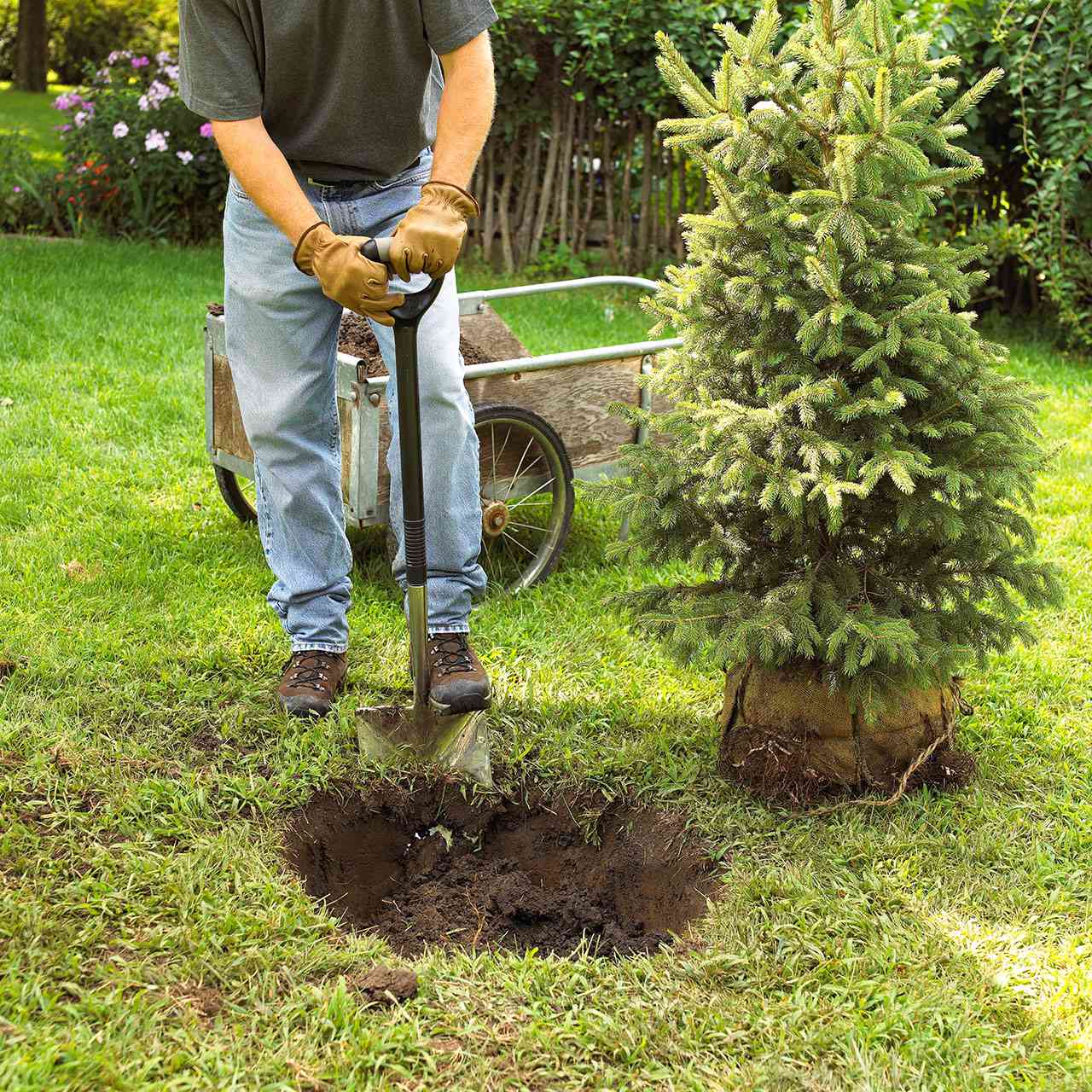 Planting a tree or shrub