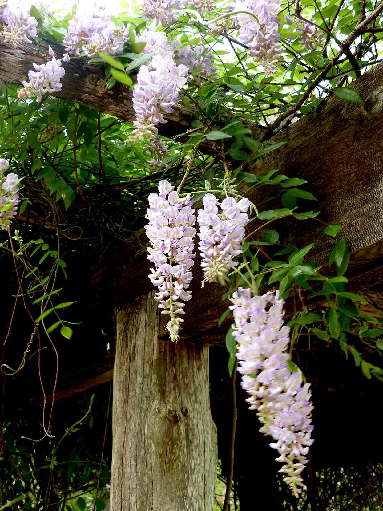 American Wisteria hanging on wood