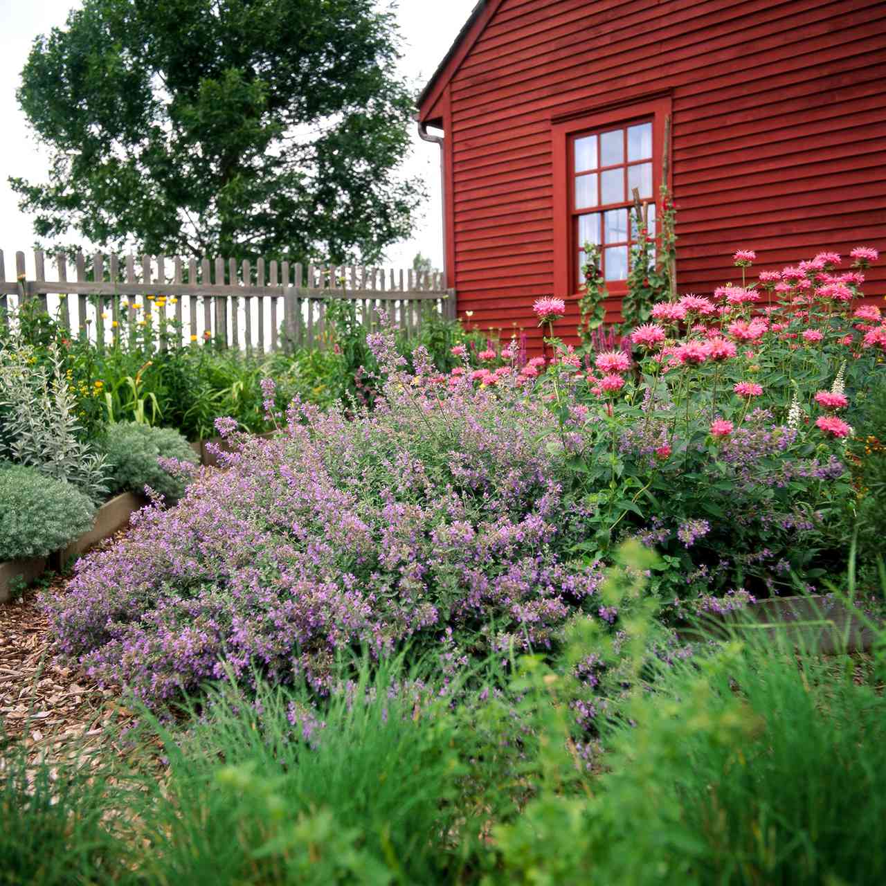Catmint and Pink bee balm garden near red home
