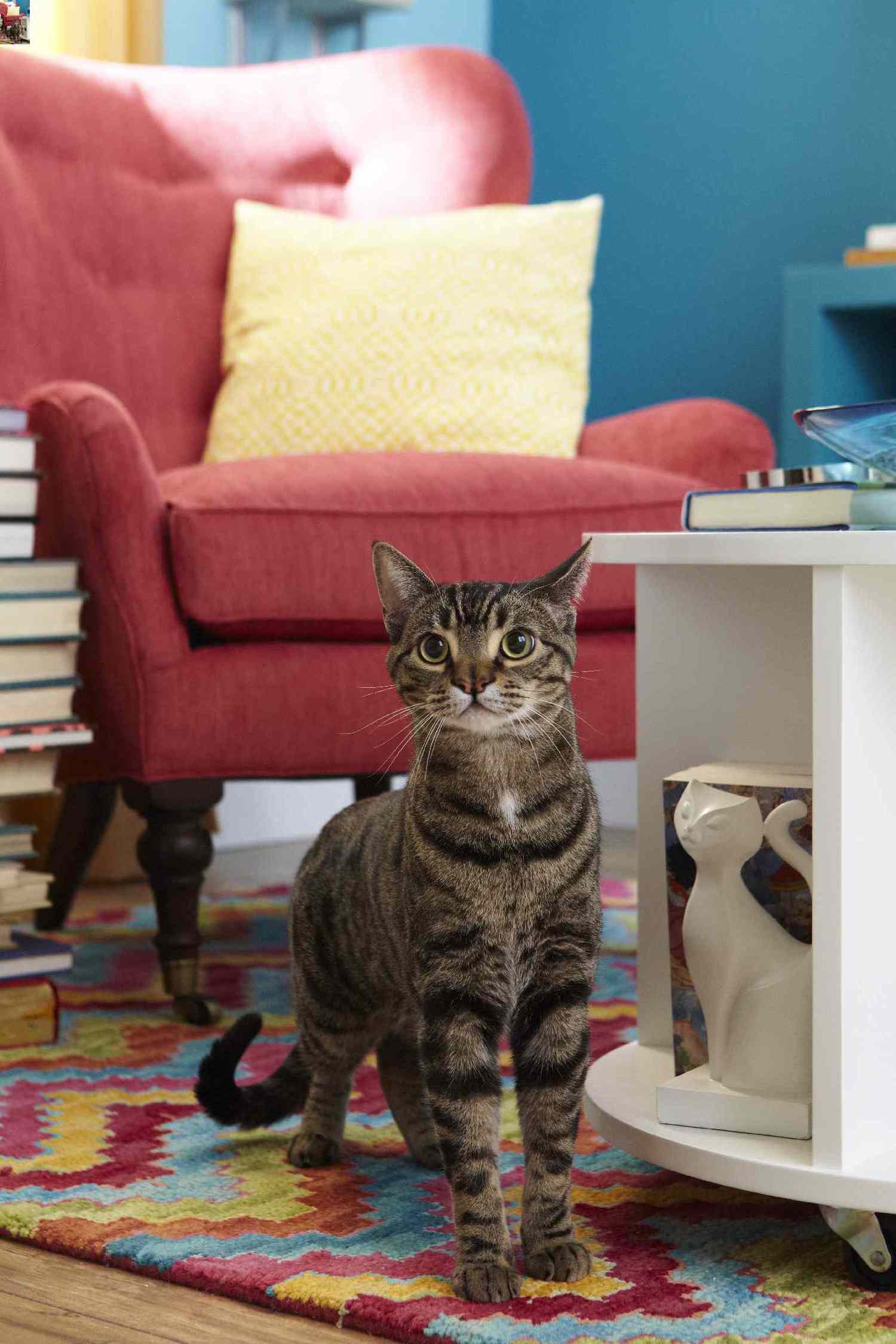 Cat sitting on colorful rug in living room.