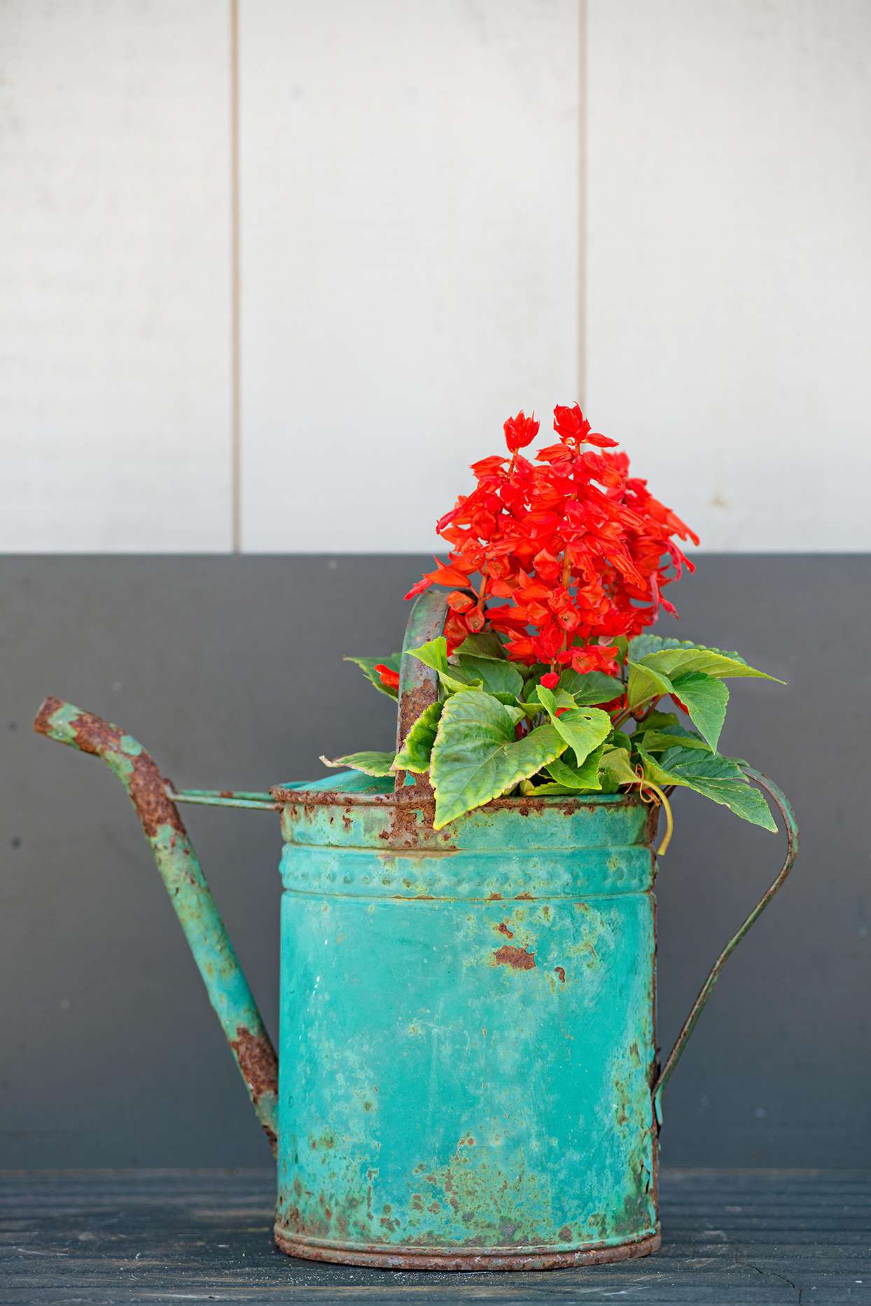 bright red flowers in rustic teal watering can