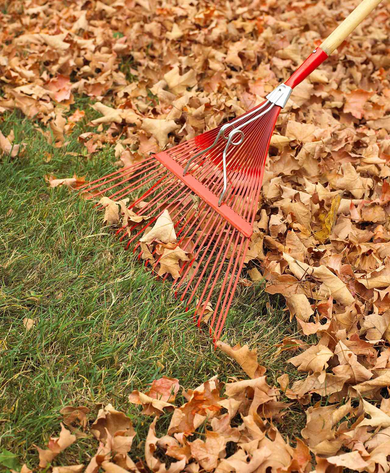 moving fall leaves with red rake