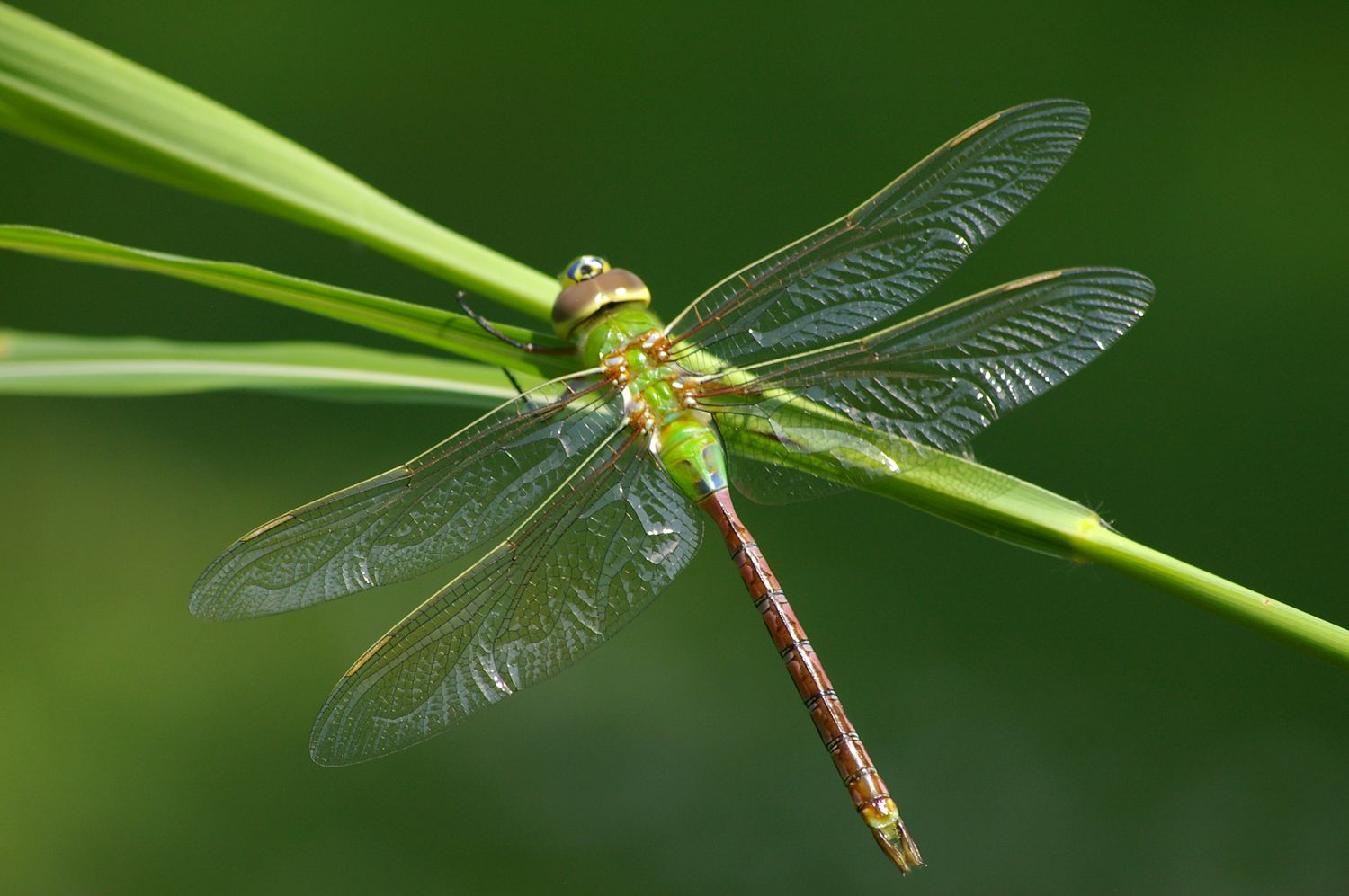 Green darner dragonfly on grass