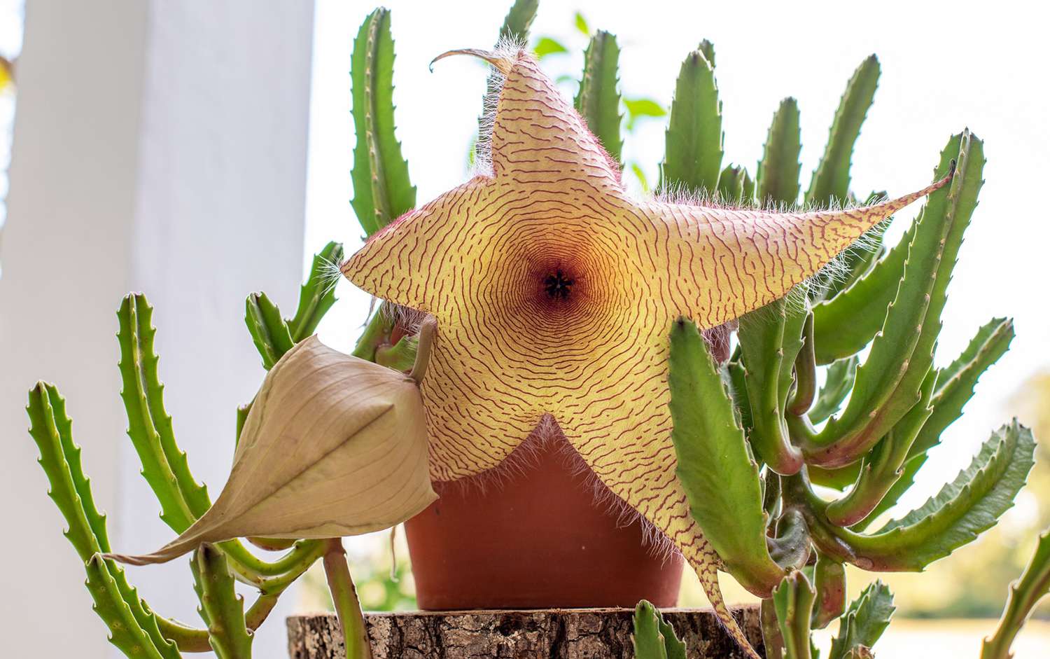 stapelia gigantea or toad plant in a pot