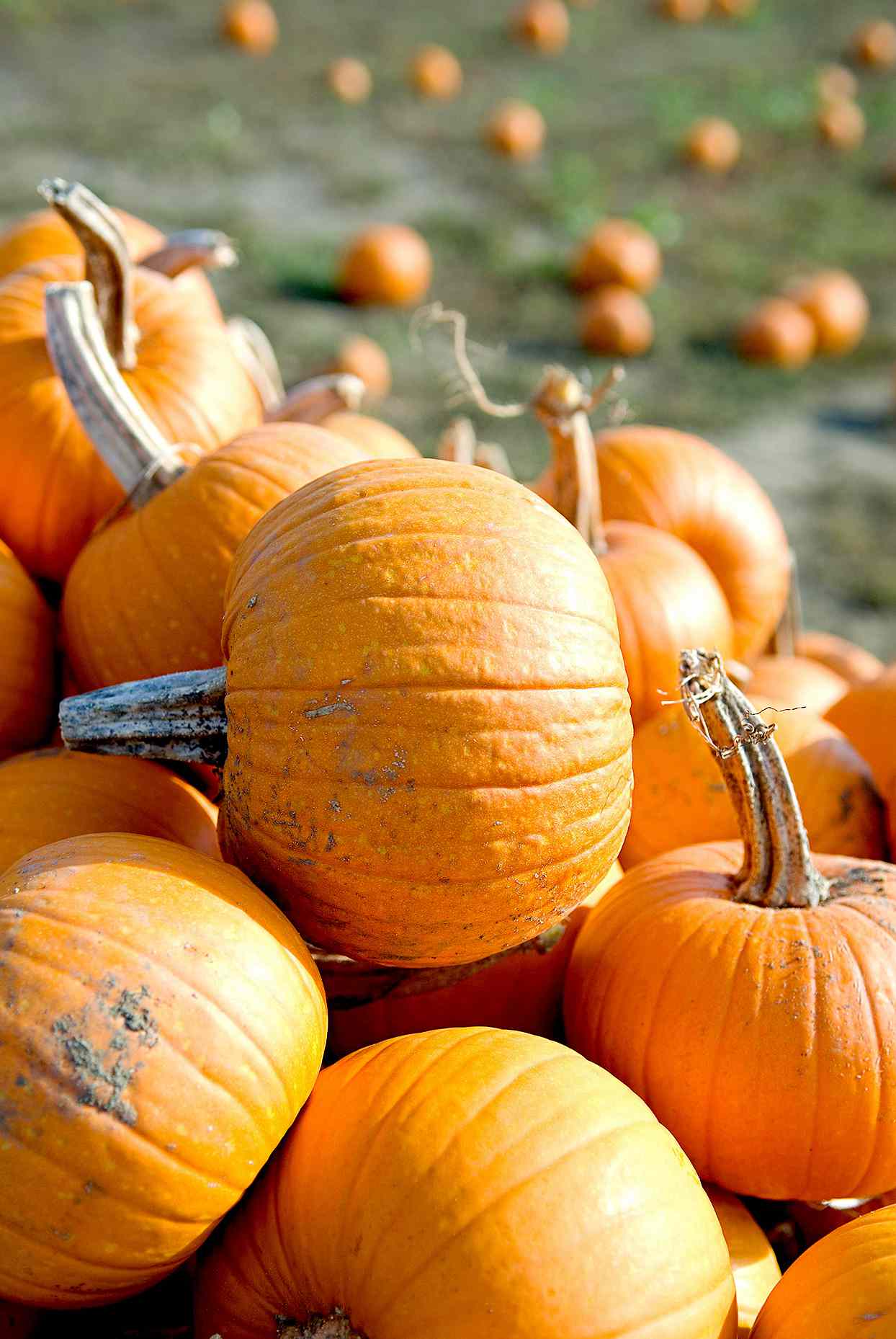Pile of pumpkins in pumpkin patch