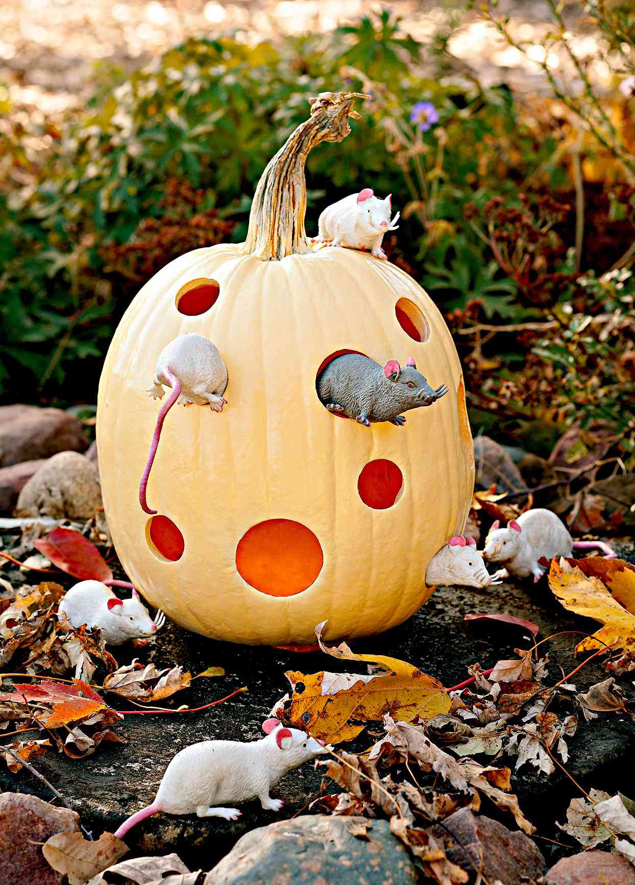 Yellow pumpkin carved to look like cheese with mice