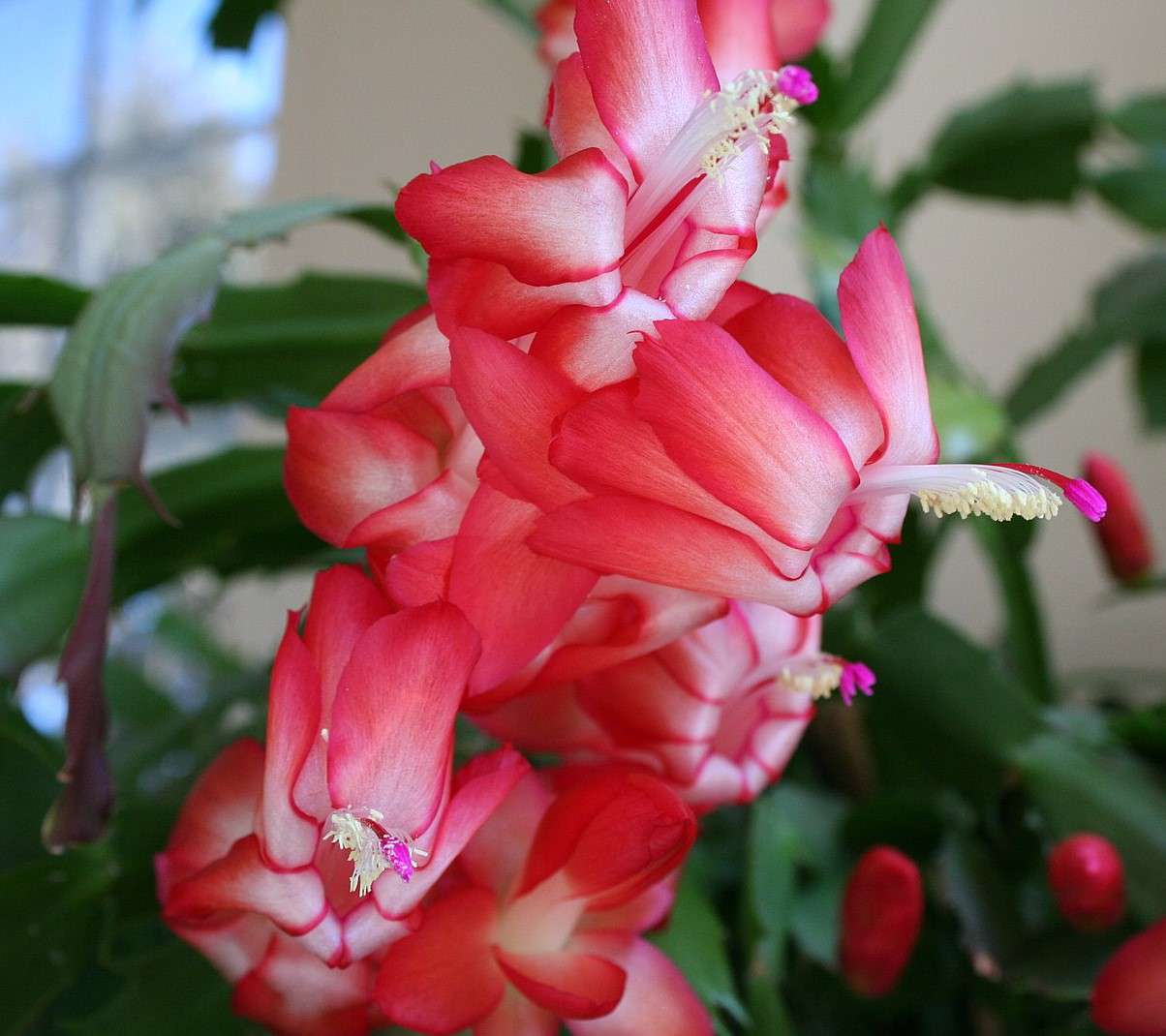 Details about   3 Red Thanksgiving Cactus unrooted cuttings