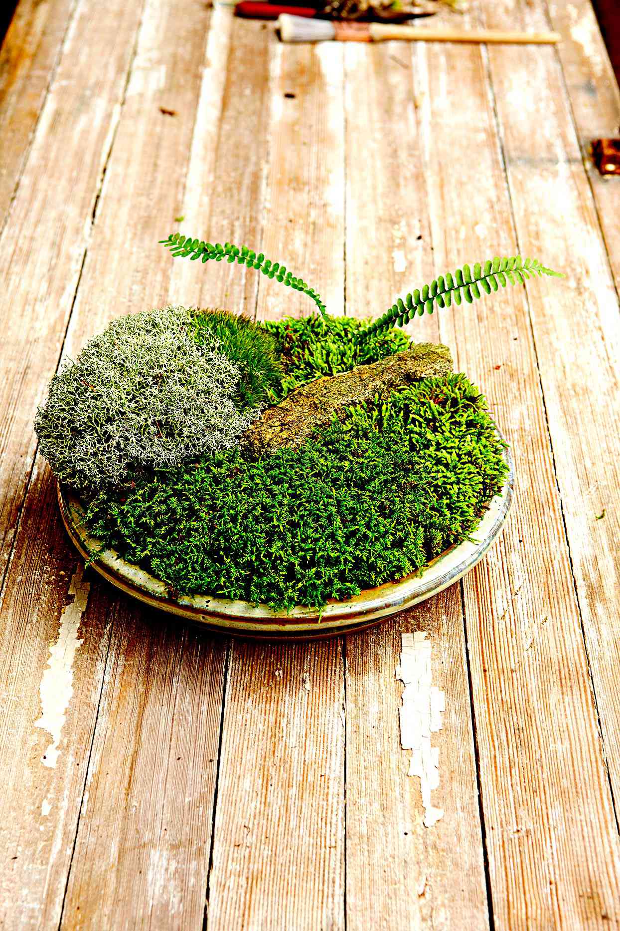 Moss growing in a dish planter