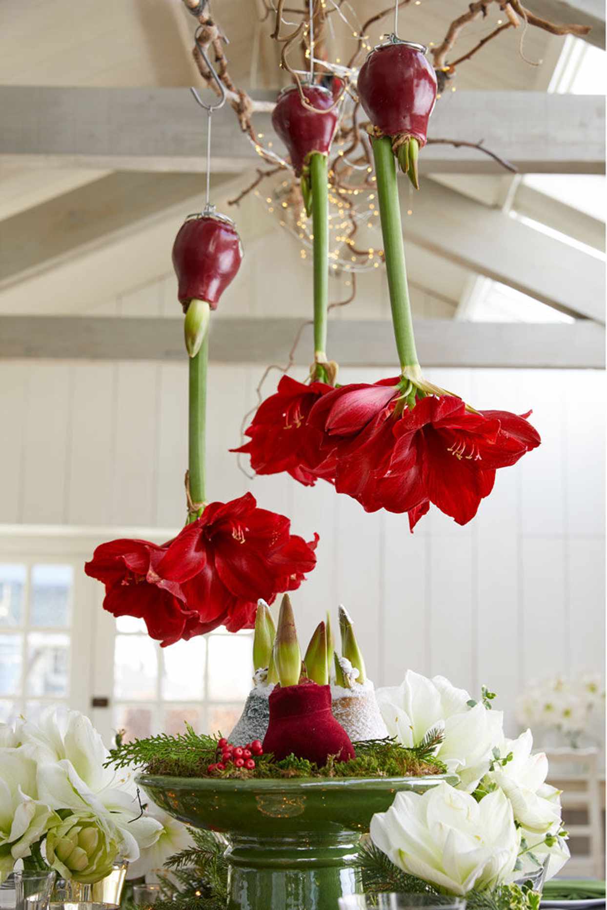 waxed amaryllis bulbs with red flowers hanging over table