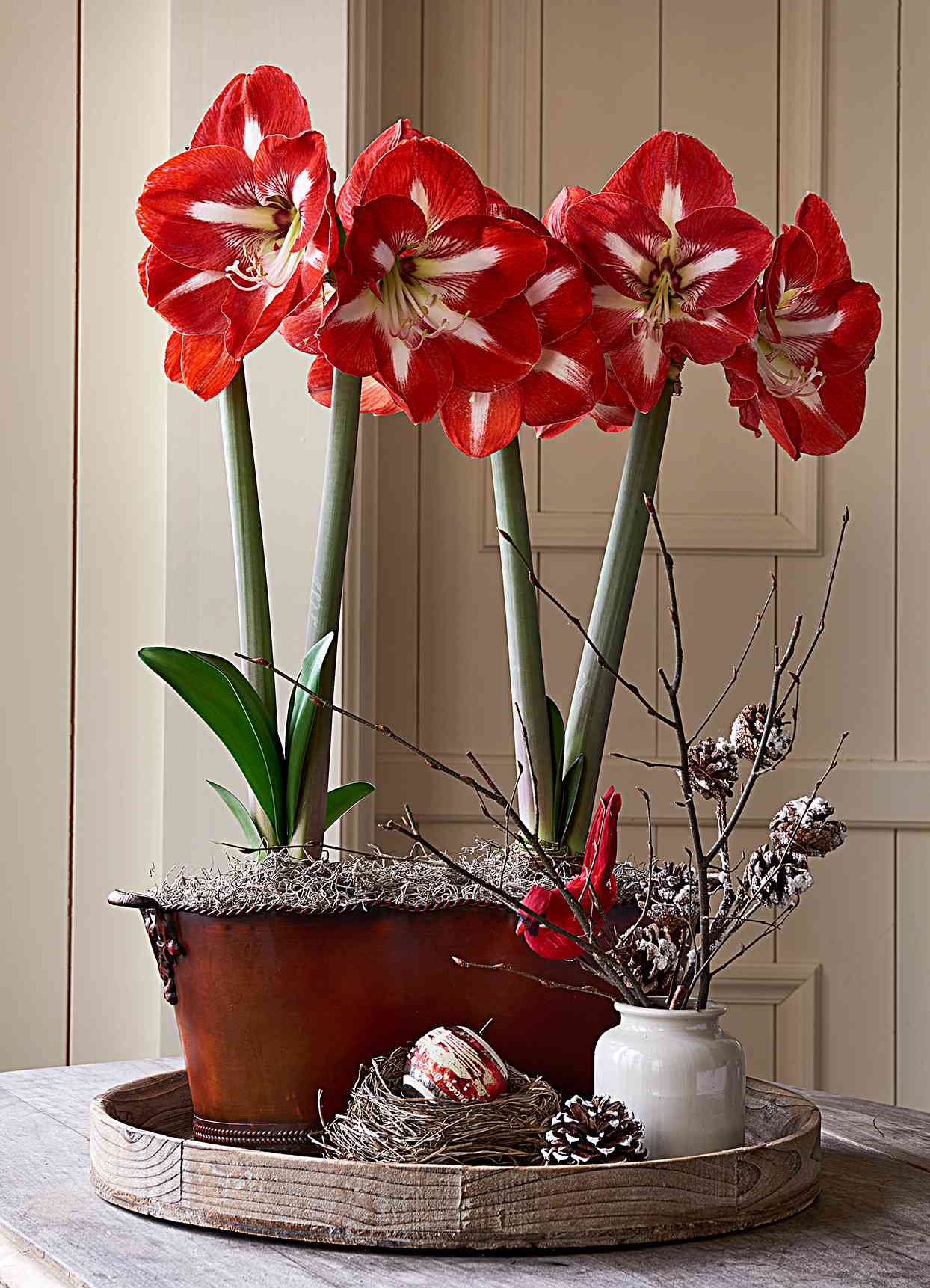 Stargazer Amaryllis in decorative pot sitting on table in room
