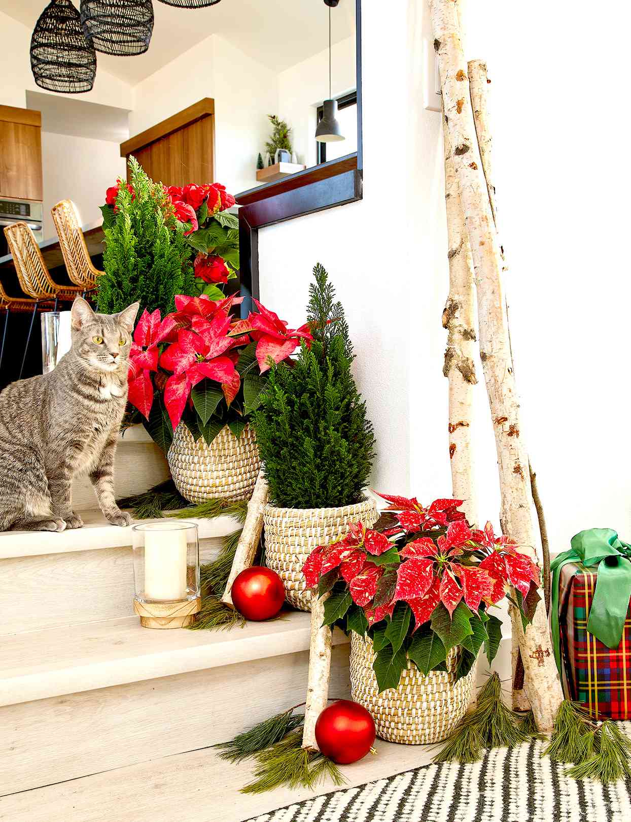 Poinsettias and Christmas décor with cat