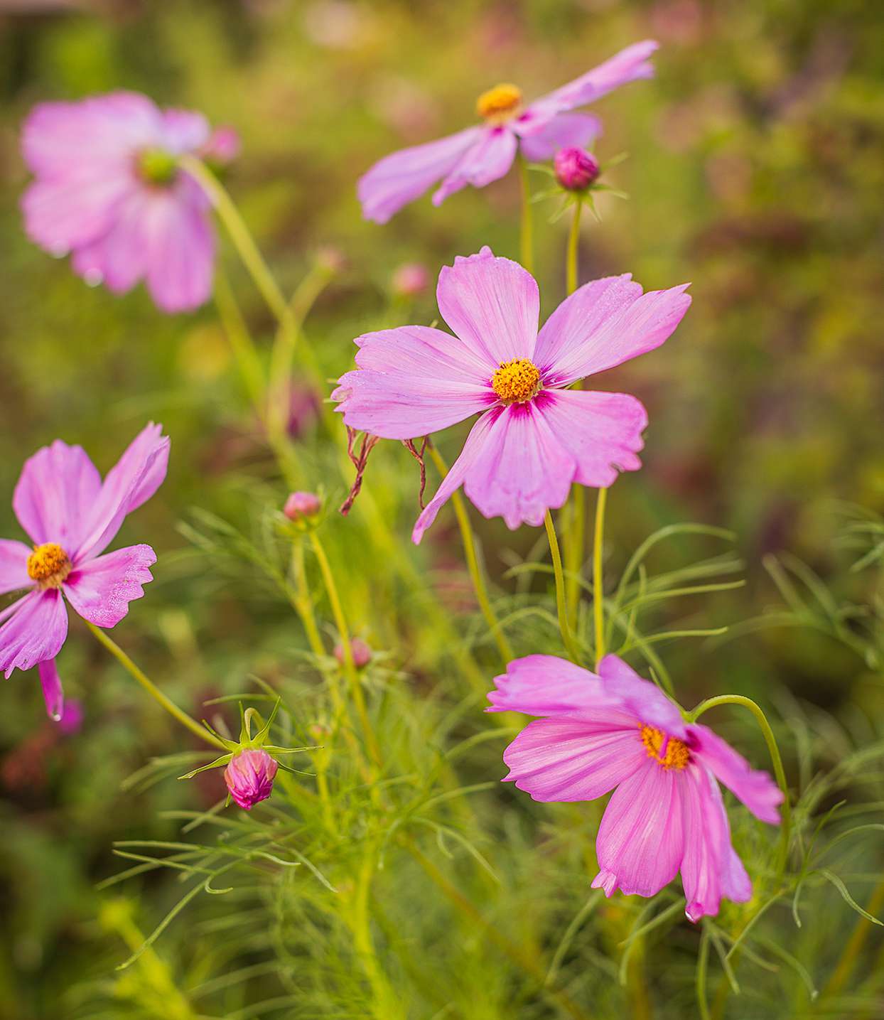pink cosmos growing in field with green foliage