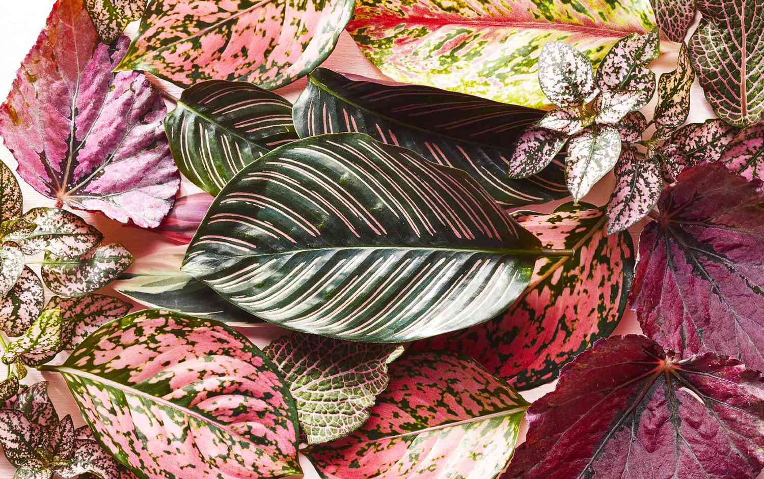 A close up of a varieties of pink leaves